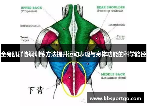 全身肌群协调训练方法提升运动表现与身体功能的科学路径